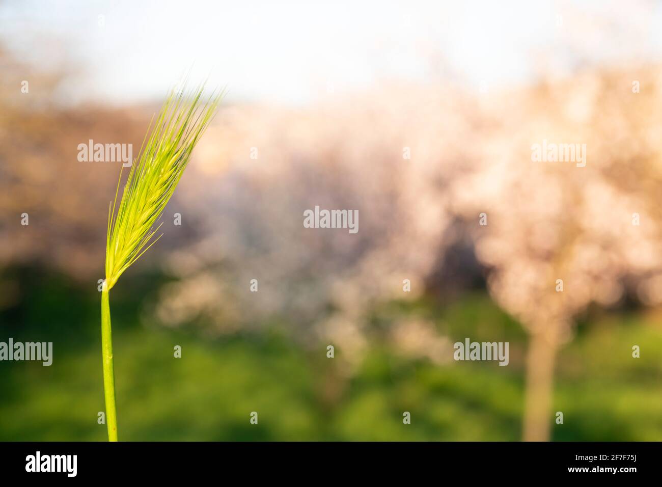 Springtime and growth concept: Side view and close up on green grass on a sunny day. Sun beam shining through leaves. Growth in economy. Day light. Stock Photo
