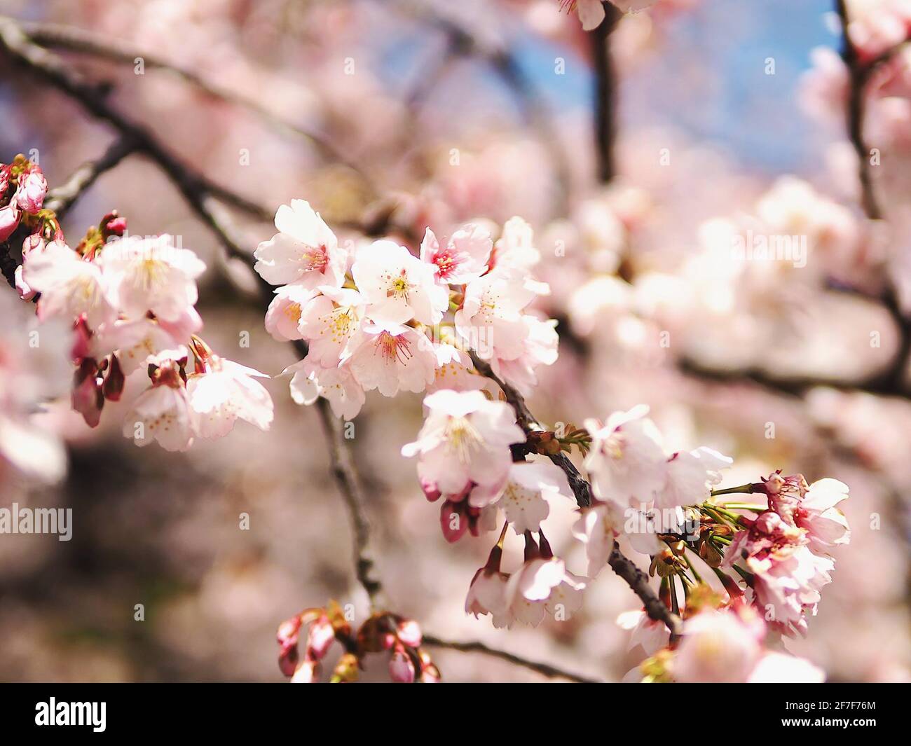 Cherry trees in full blossom Stock Photo