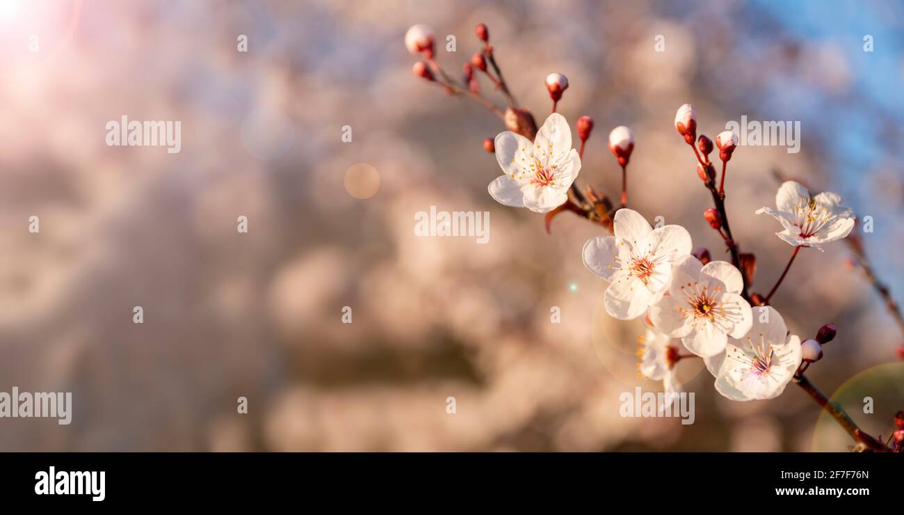 Springtime and Easter concept: Close up on randomly focused tree branches with white and pink blossom flowers. Seasonal sakura flower. Stock Photo