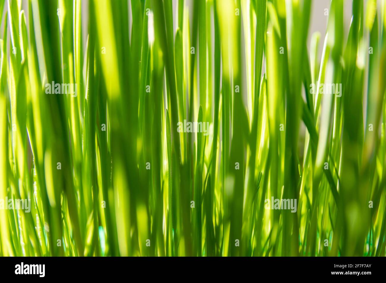 Springtime and growth concept: Close up on lush green grass, used as cat food. Easter decoration. Growth in economy. Day light. Natural background Stock Photo
