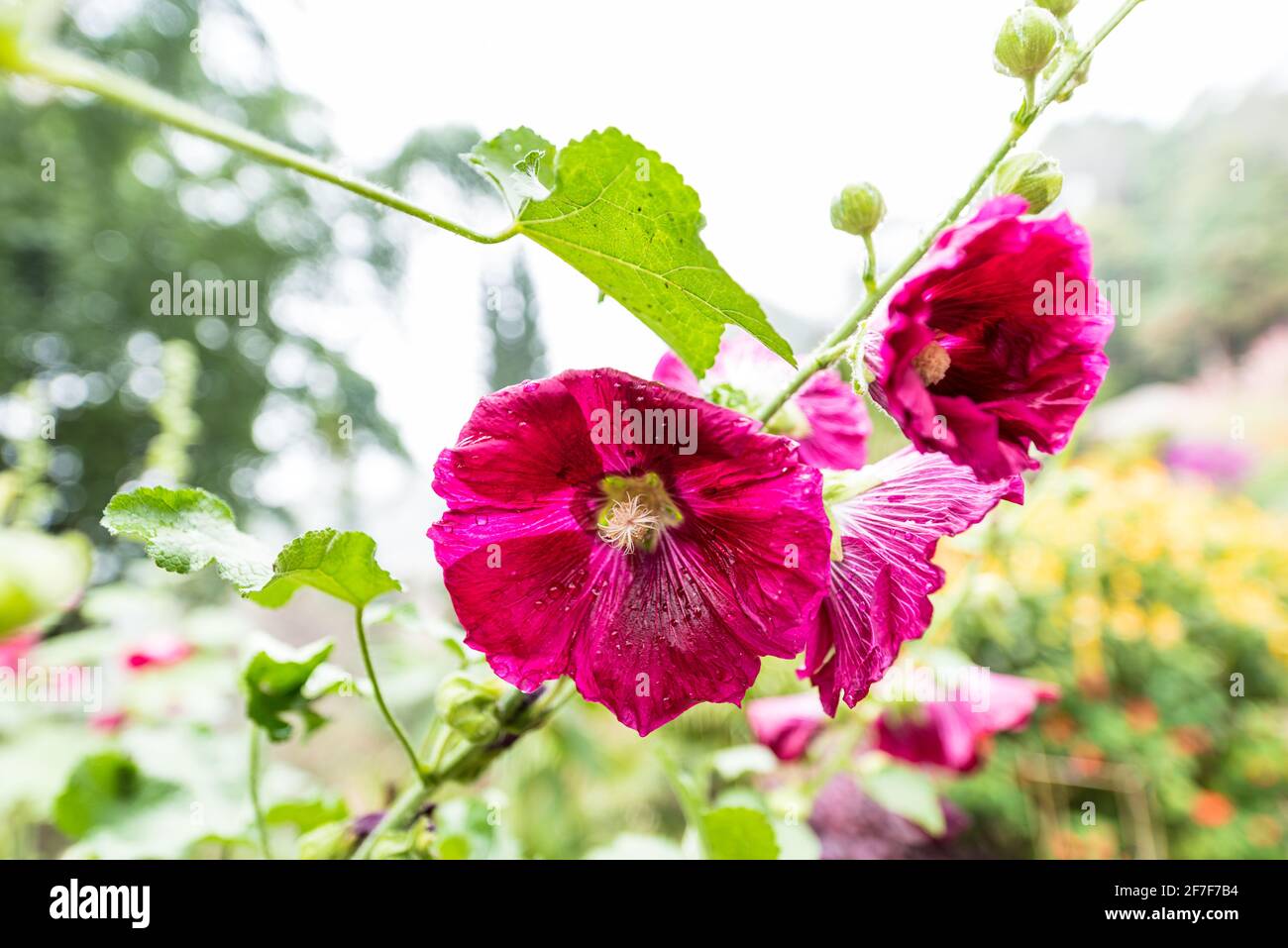 Beautiful violet color poppy hi-res stock photography and images - Alamy
