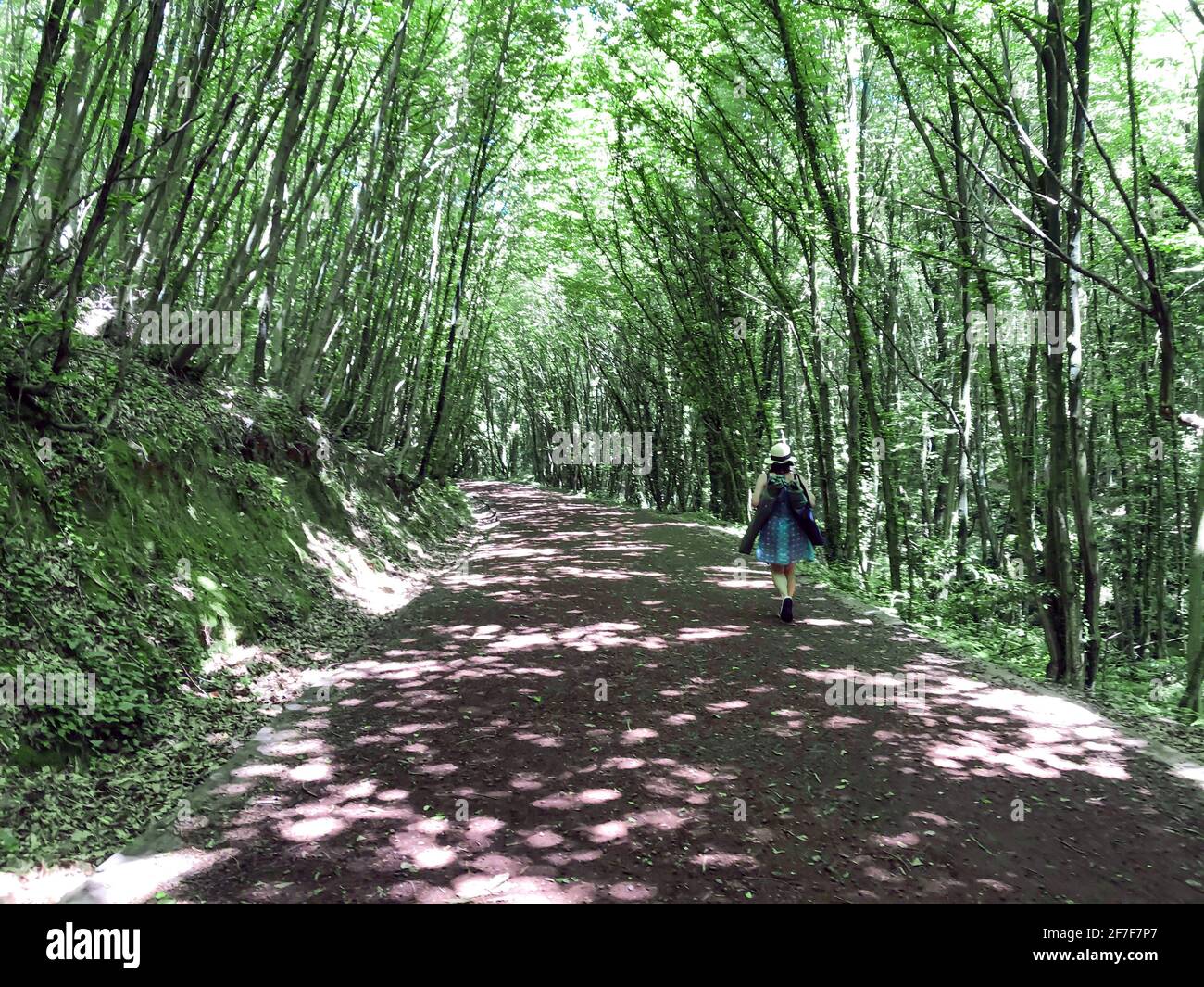 Single woman walking on a trail in the forest. Many trees with green leaves. Sunlight falling through branches and creating shadows on soil. Outdoors Stock Photo