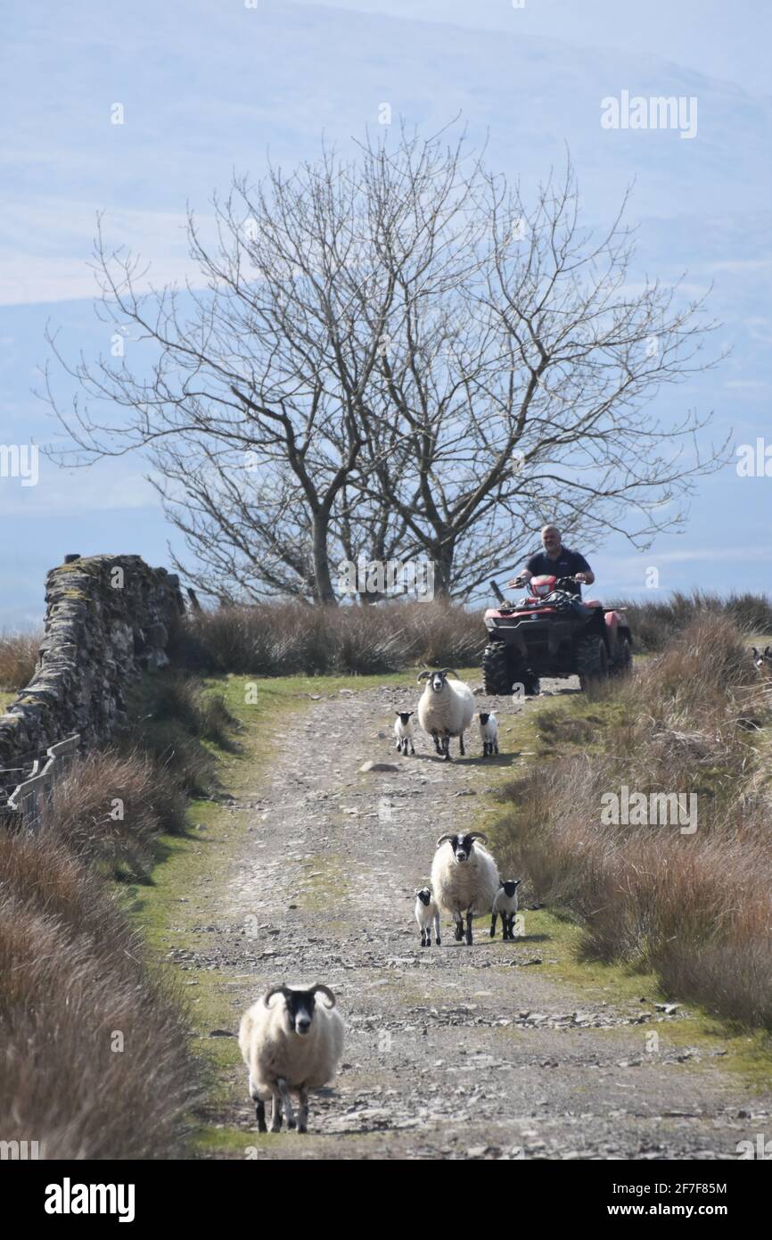 Scottish Blackface Sheep Stock Photo