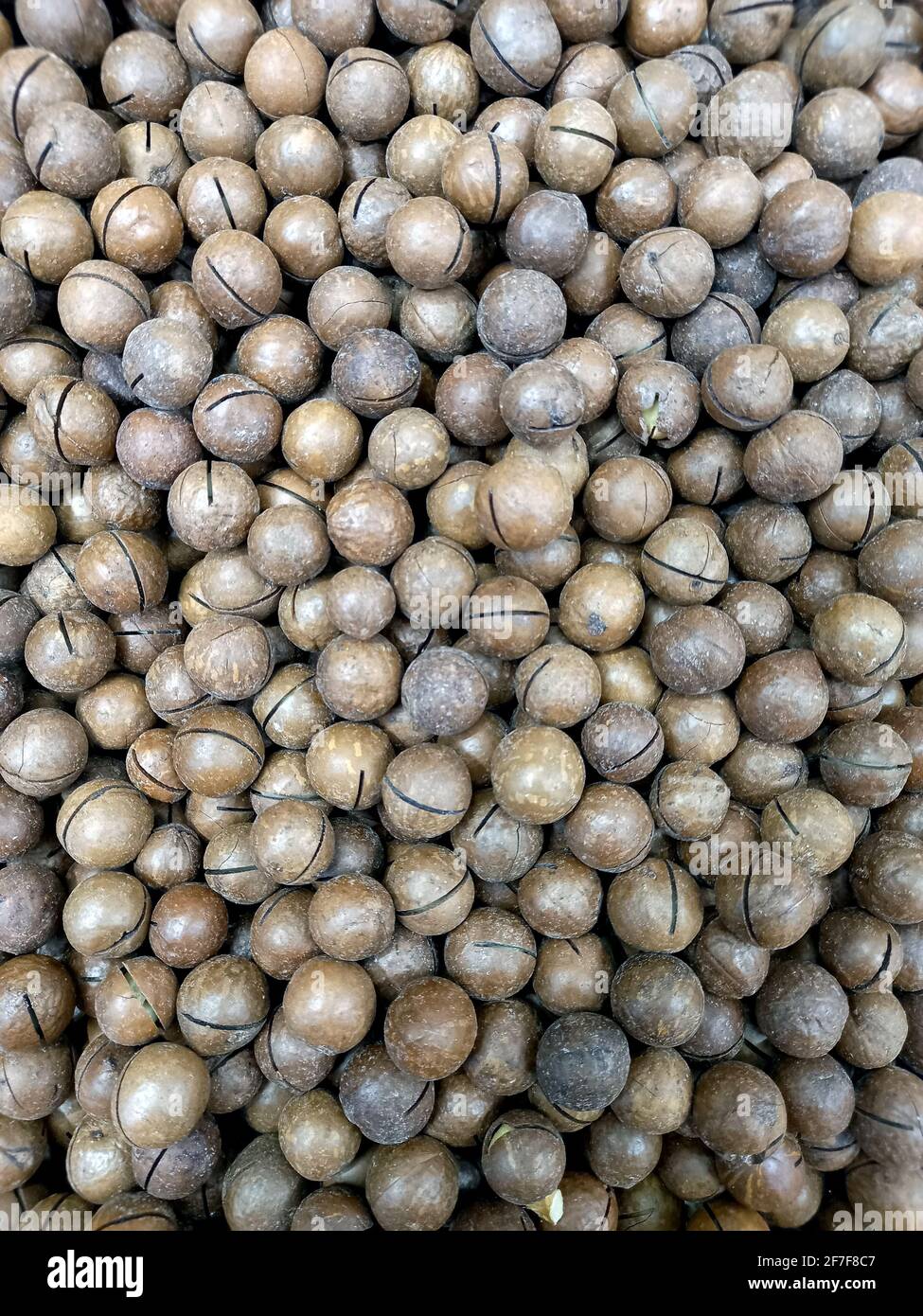 Exotic macadamia nut grown in Australia. Macadamia nut background, full