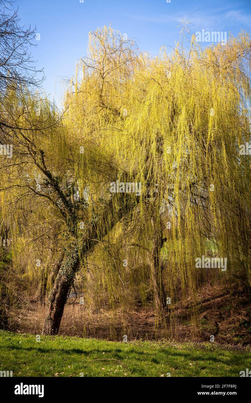 weeping willow tree at the castle Diersfordt near Wesel, Lower Rhine region, North Rhine-Westphalia, Germany.  Echte Trauerweide am Schloss Diersfordt Stock Photo