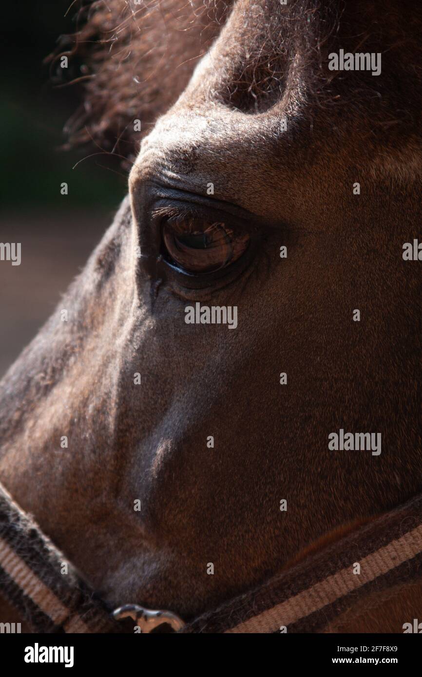 Portrait and eyes of brown pony horse color close-up in summer outdoors Stock Photo