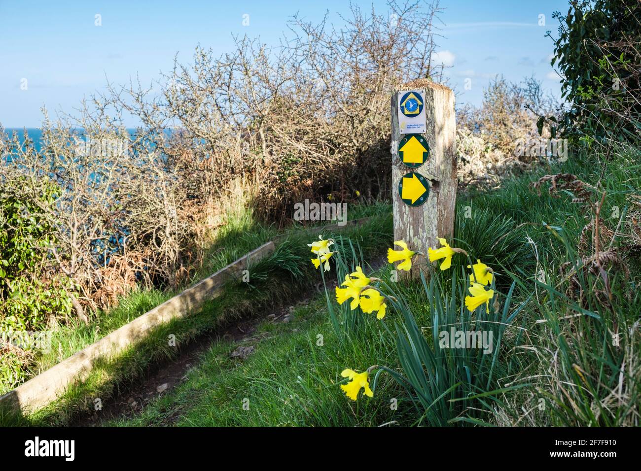 Wales Coastal Path footpath sign with yellow Daffodils in spring. Benllech, Isle of Anglesey, Wales, UK, Britain Stock Photo