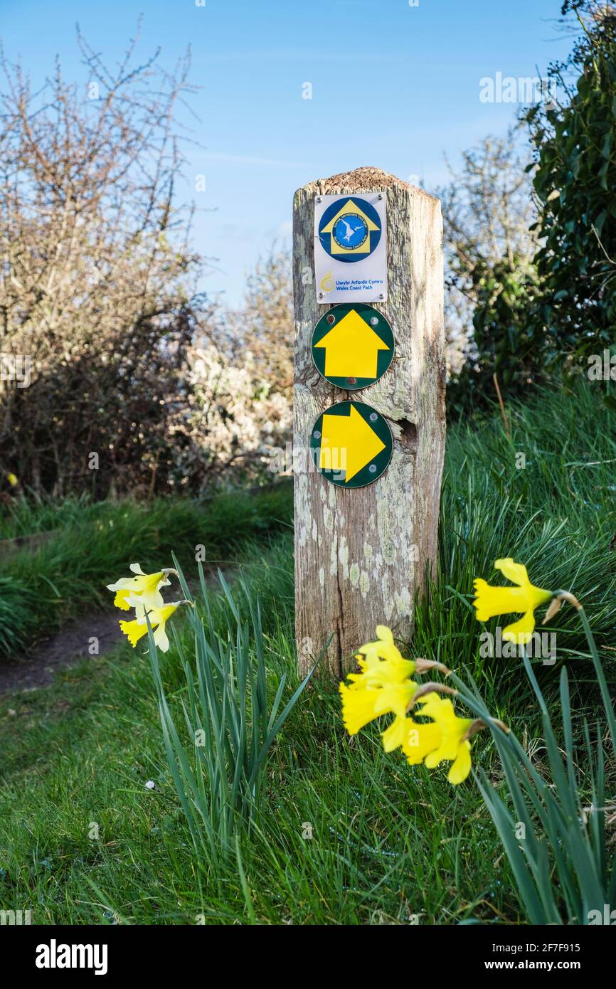 Wales Coastal Path footpath sign with yellow Daffodils in spring. Benllech, Isle of Anglesey, Wales, UK, Britain Stock Photo