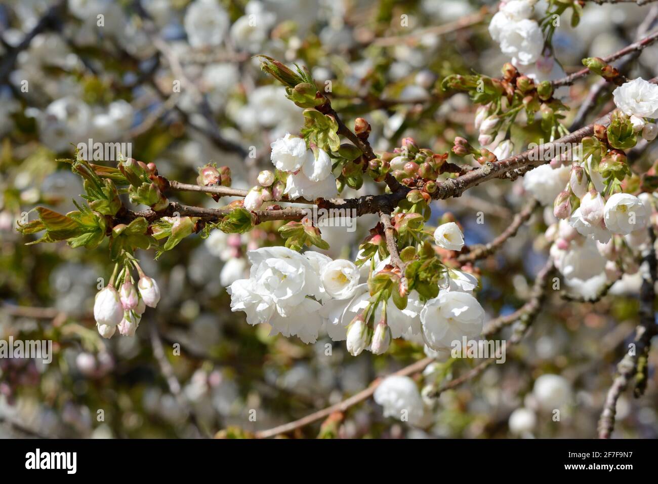Large fragrant semi double white flowers of the Prunus Shirotae Mount Fuji Tree flowering cherry tree Stock Photo