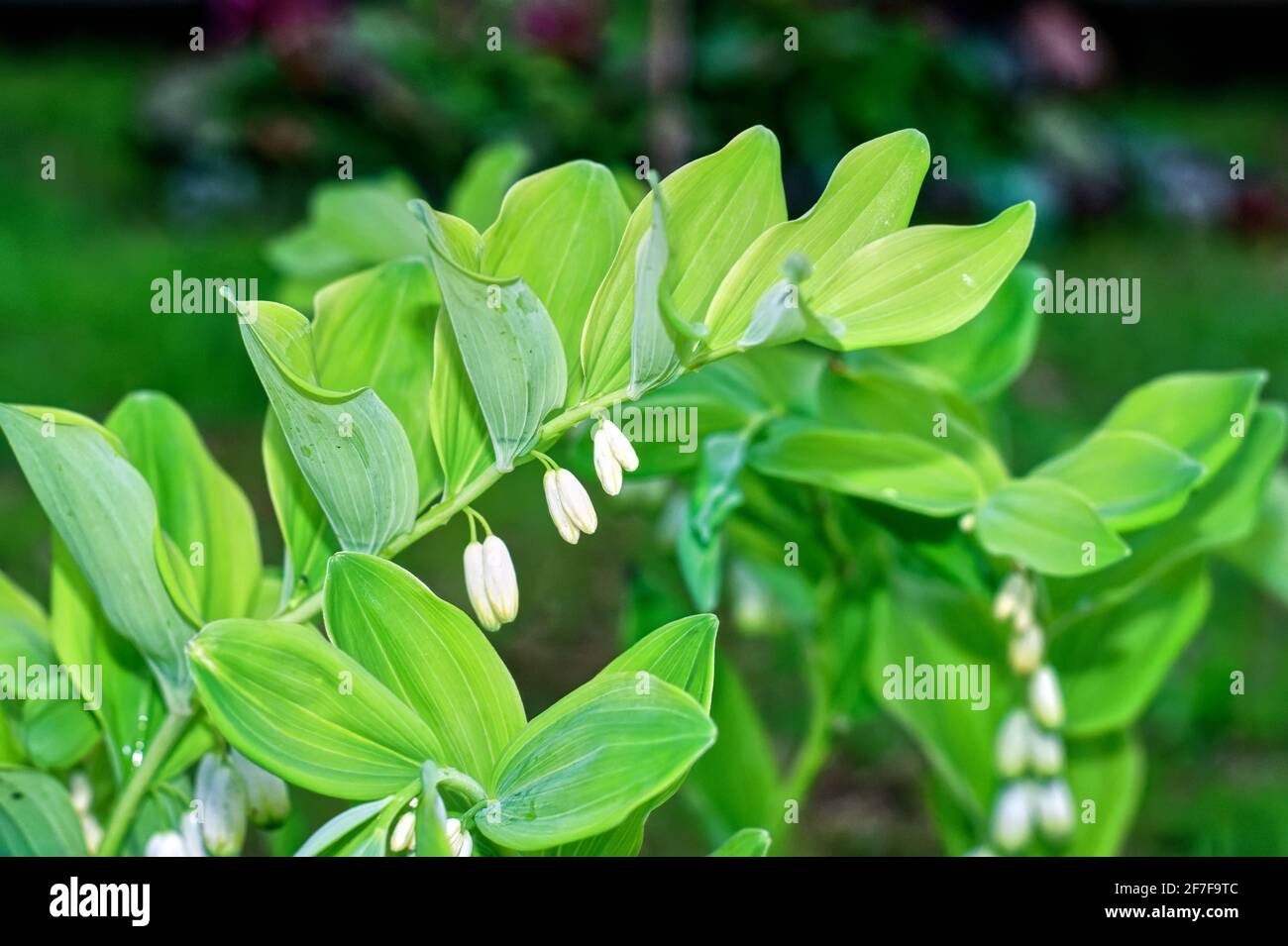 lily of the valley flowers in the garden, in spring Stock Photo - Alamy