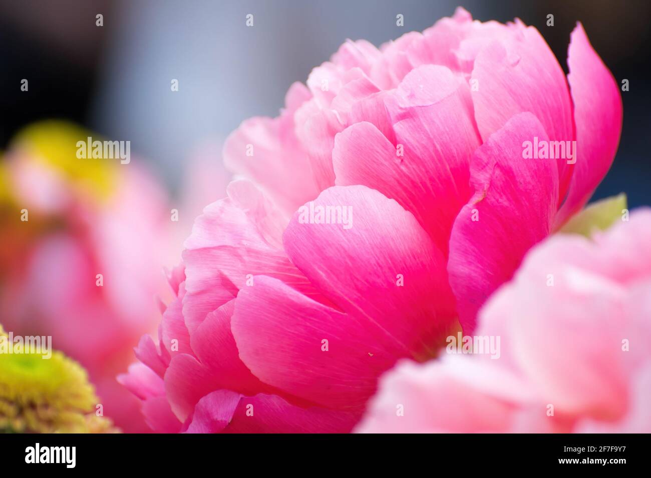 Bright beautiful floral arrangement of pink pion flowers close-up. Stock Photo
