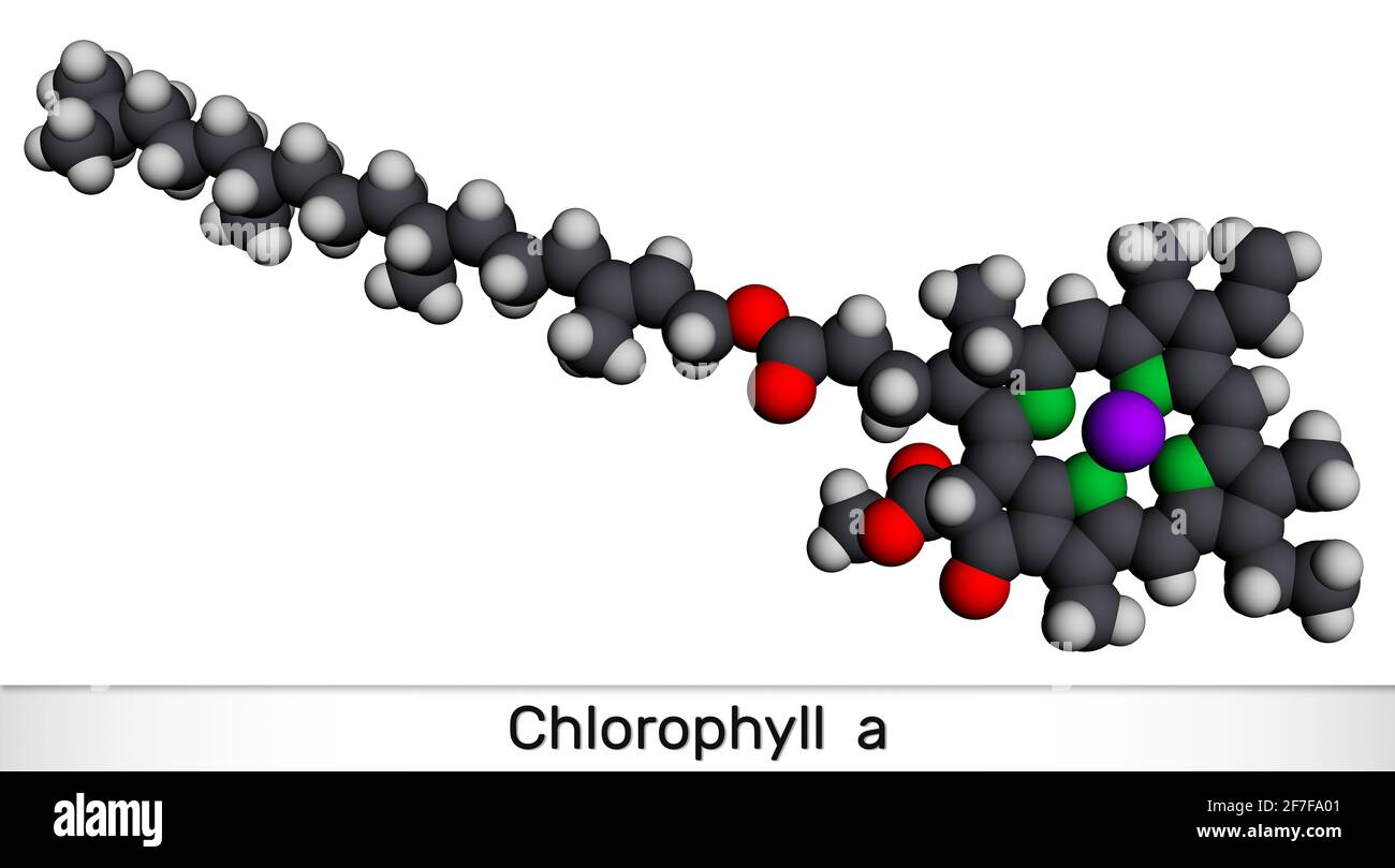 Chlorophyll A Chlorophyll Molecule It Is Photosynthetic Pigment Used In Oxygenic Photosynthesis Molecular Model 3d Rendering 3d Illustration Stock Photo Alamy
