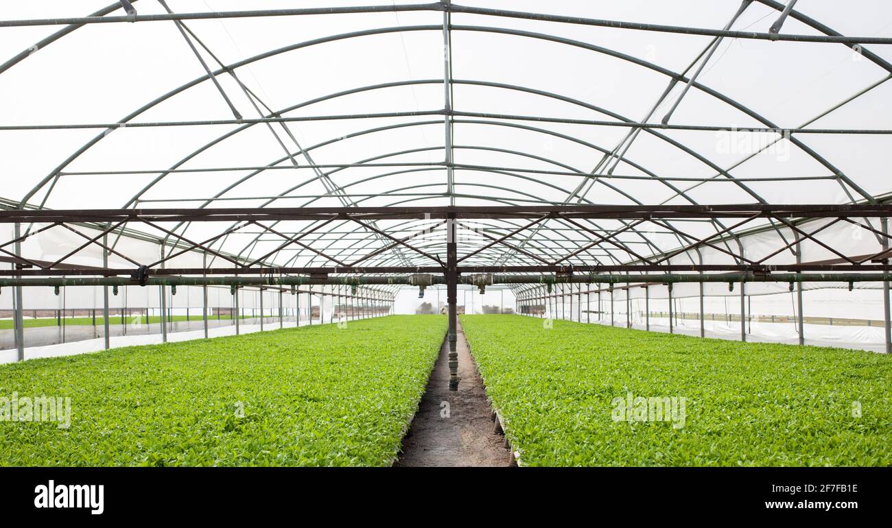 Overhead sprinkler system at  tomato seedlings plants of greenhouse. Vegas Altas del Guadiana, Extremadura, Spain Stock Photo