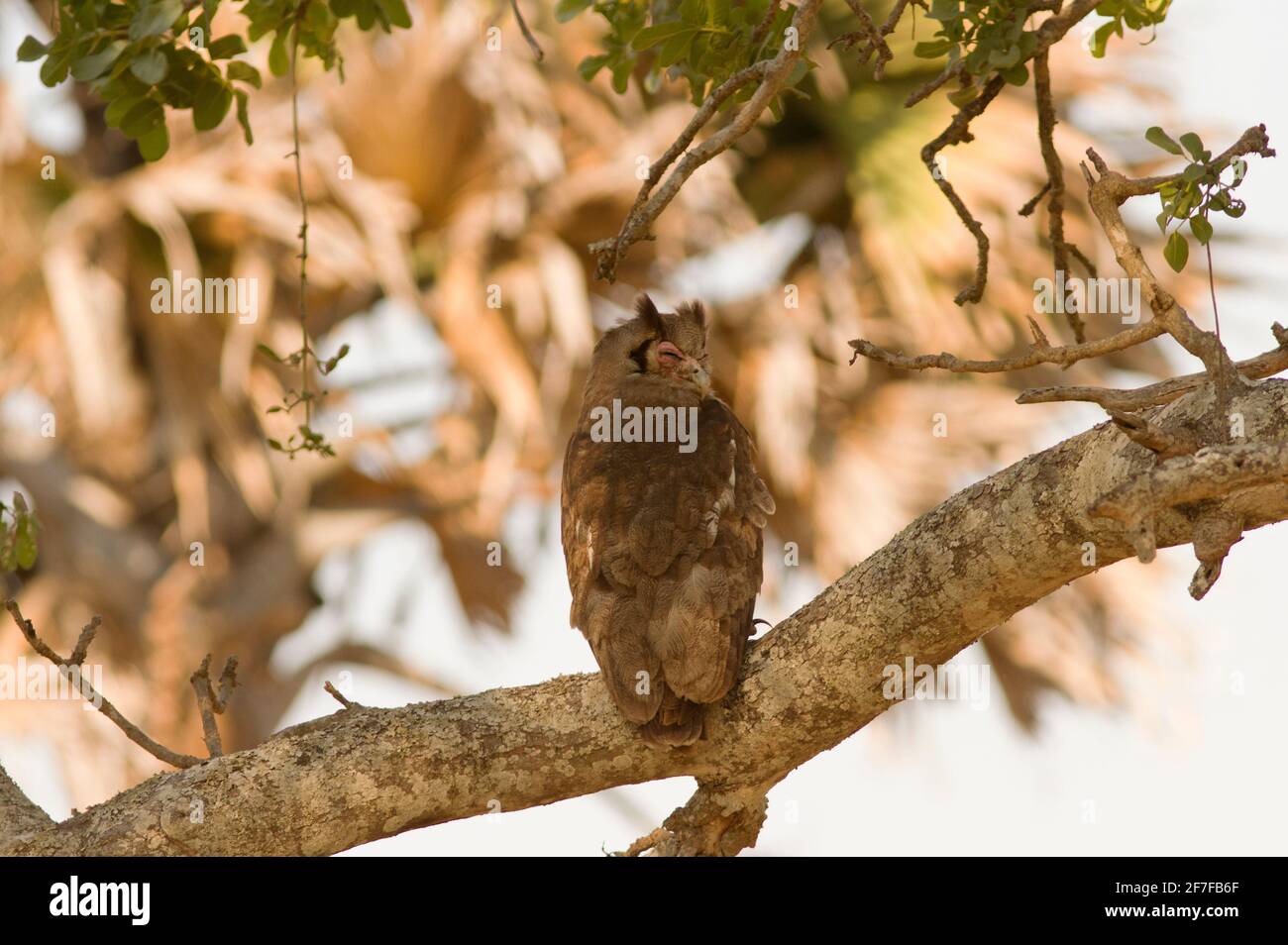 A Giant or Verreaux's Eagle Owl rests in the shady branches of a Sausage Tree. Africa's largest