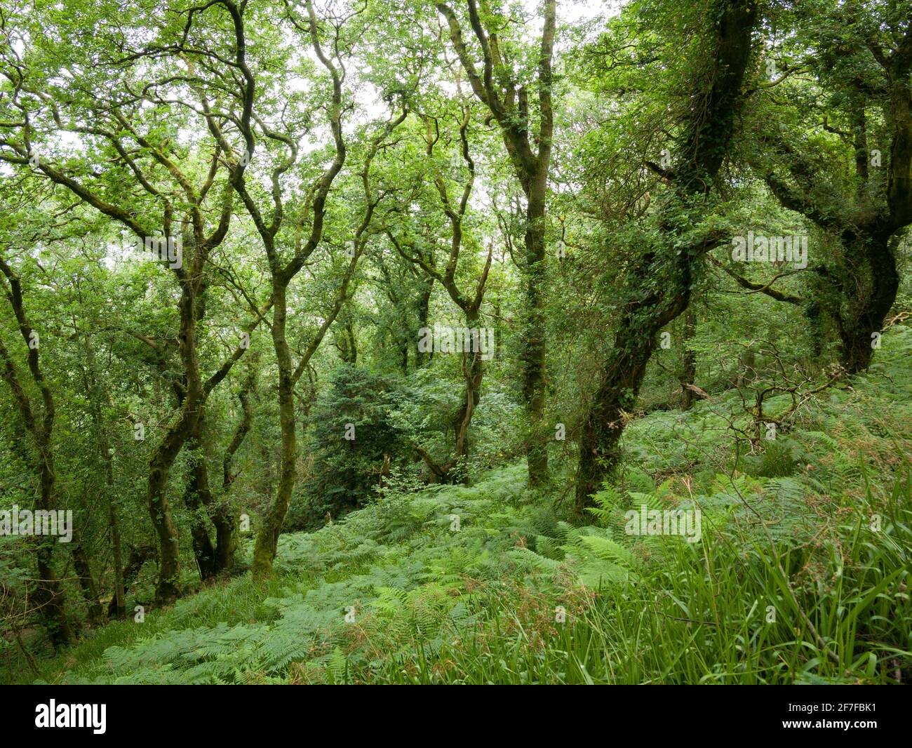 Woodland in summer on the steep slope of Woody Bay in Exmoor National Park, North Devon, England. Stock Photo