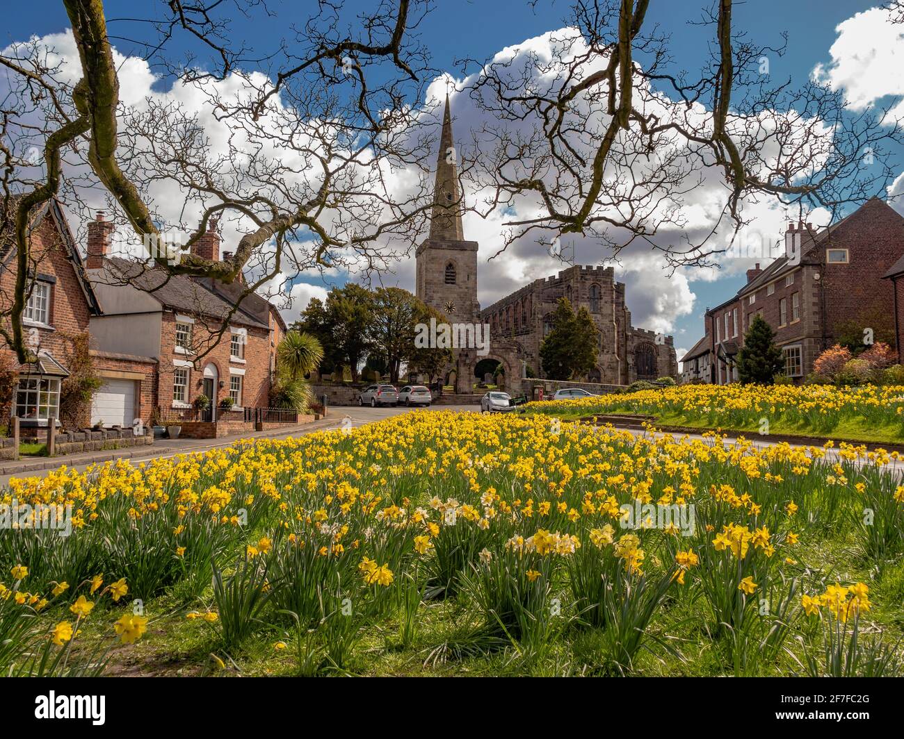 Daffodils at Astbury Village Green Stock Photo