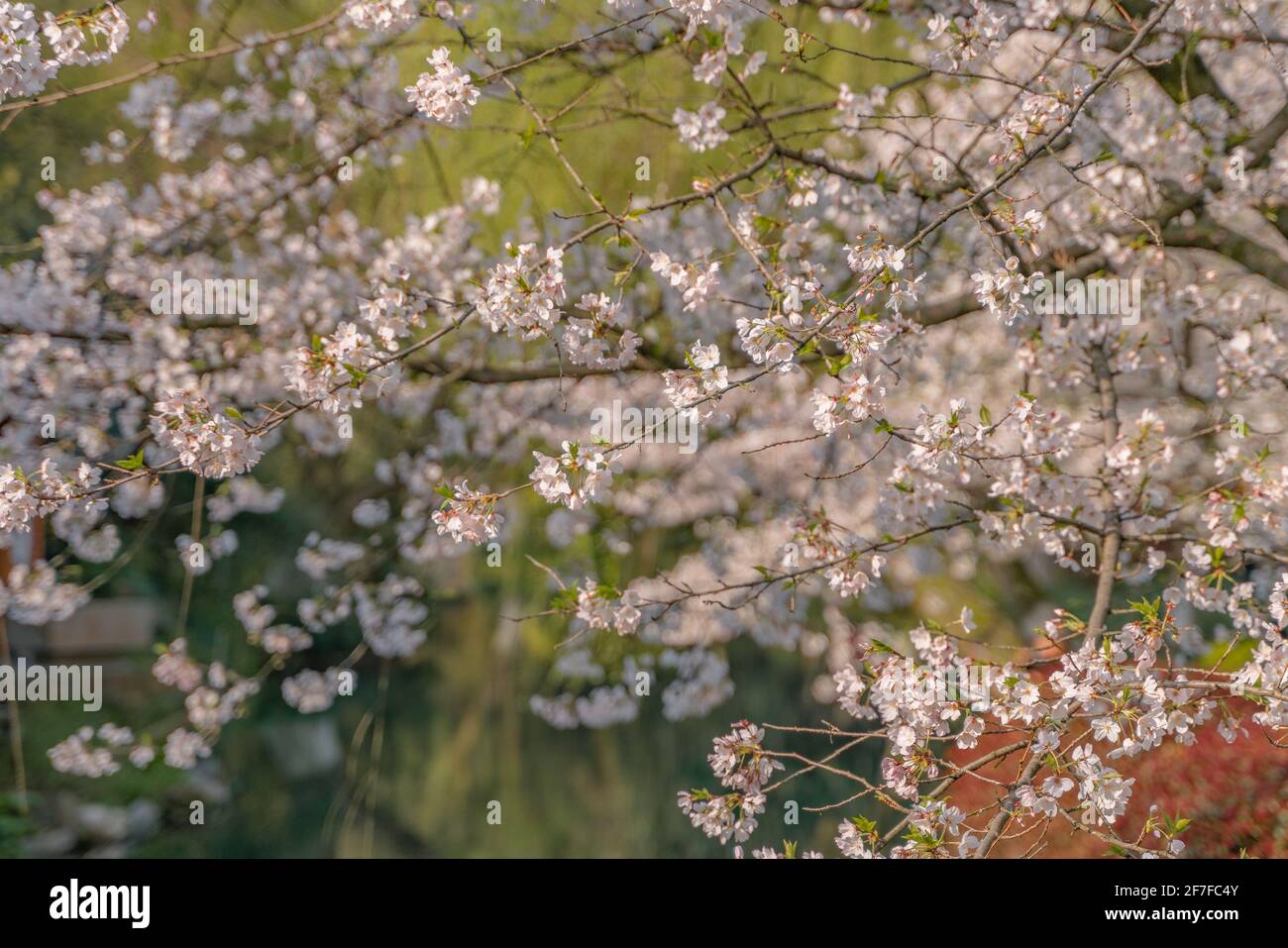 Spring In Hangzhou Hangzhou west lake spring water hi-res stock photography and images - Alamy