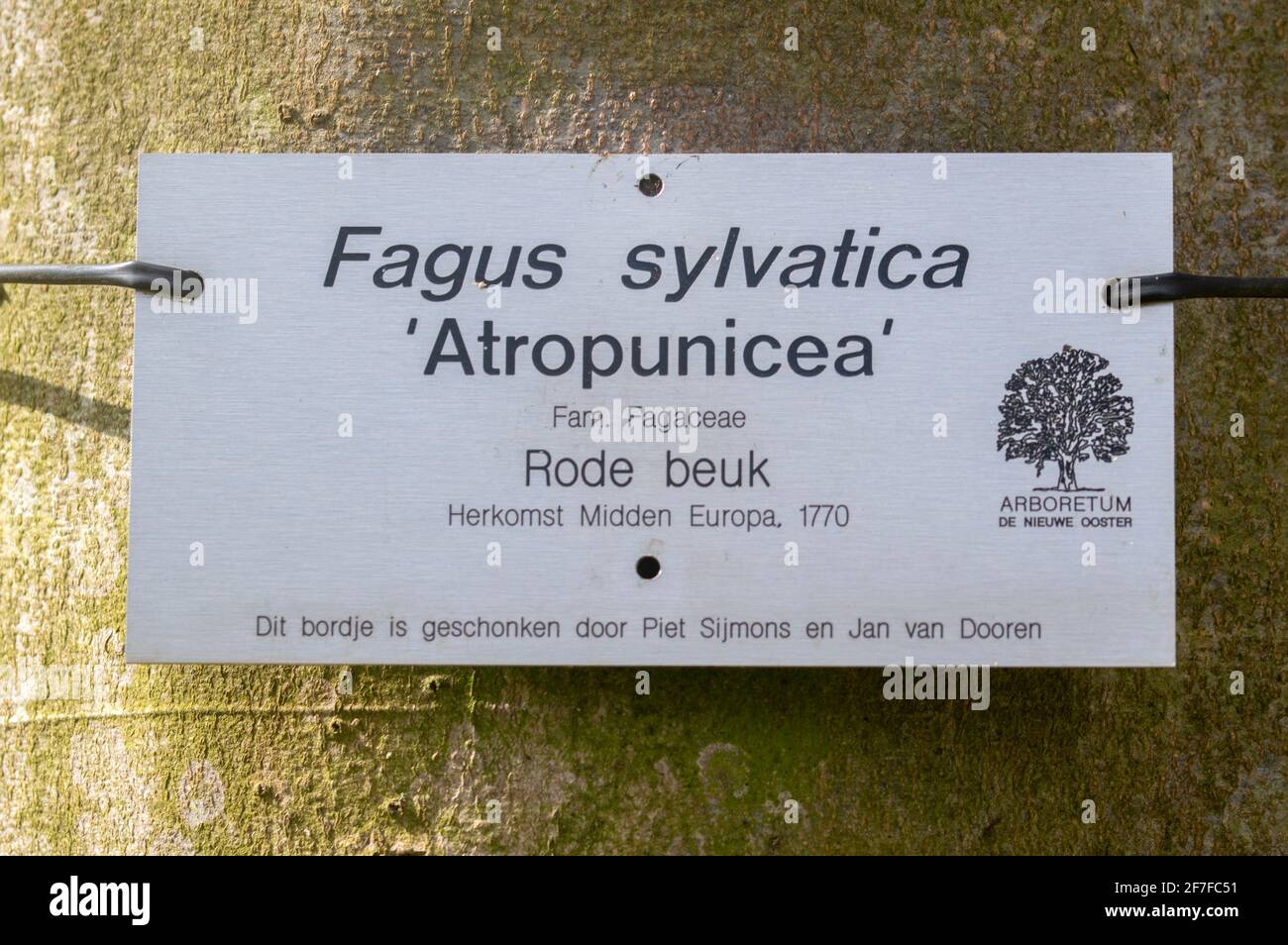 Sign Fagus Sylvatica Pendula Atropunicea At The Nieuwe Ooster Cemetery Amsterdam The Netherlands 26-3-2021 Stock Photo