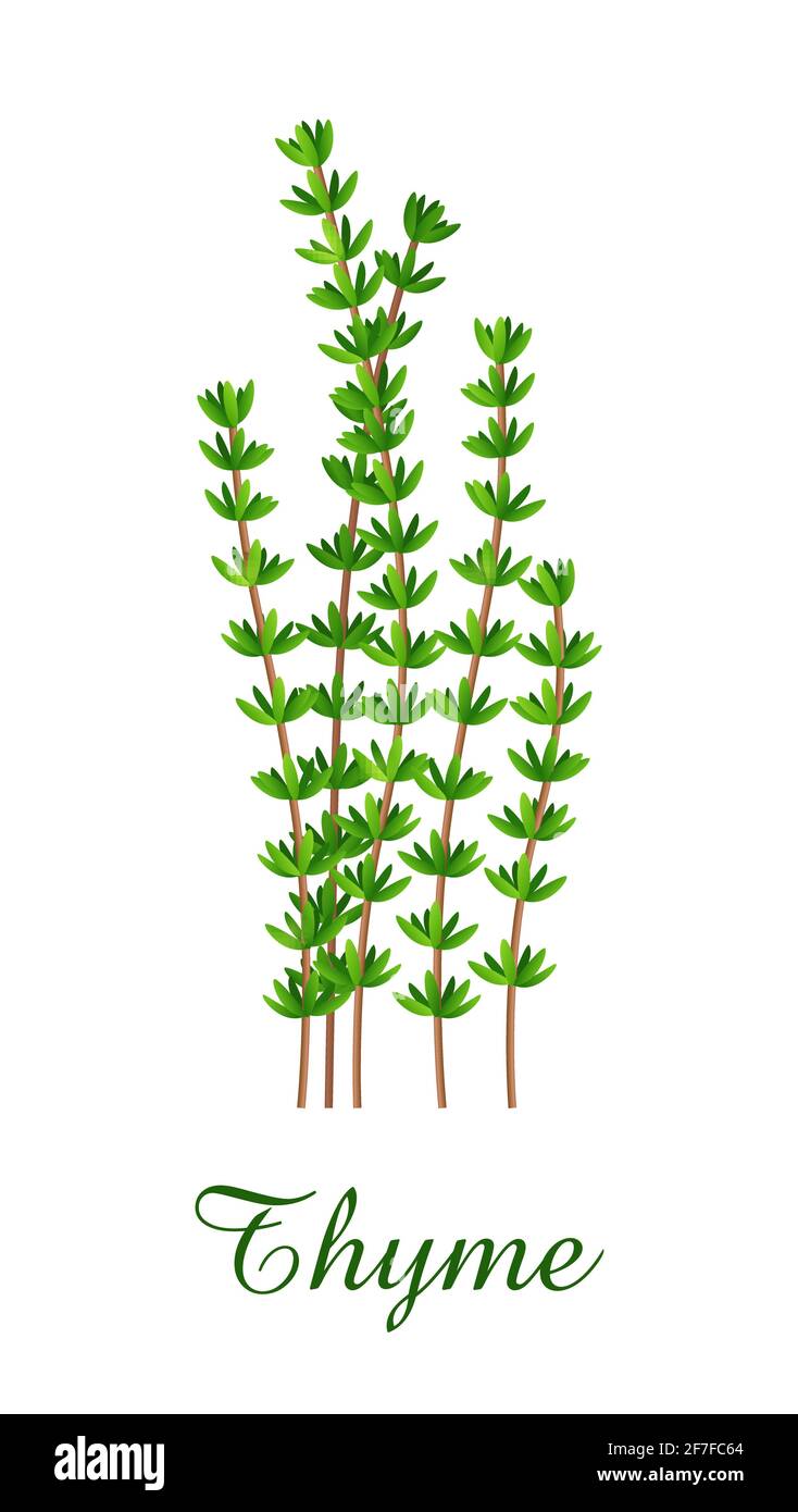 Thyme plant, food green grasses herbs and plants collection, realistic