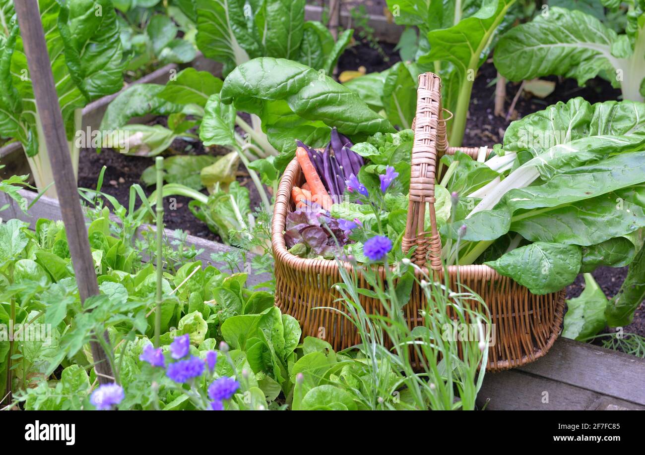 fresh vegetable in a wicker basket in a little vegetable garden Stock ...
