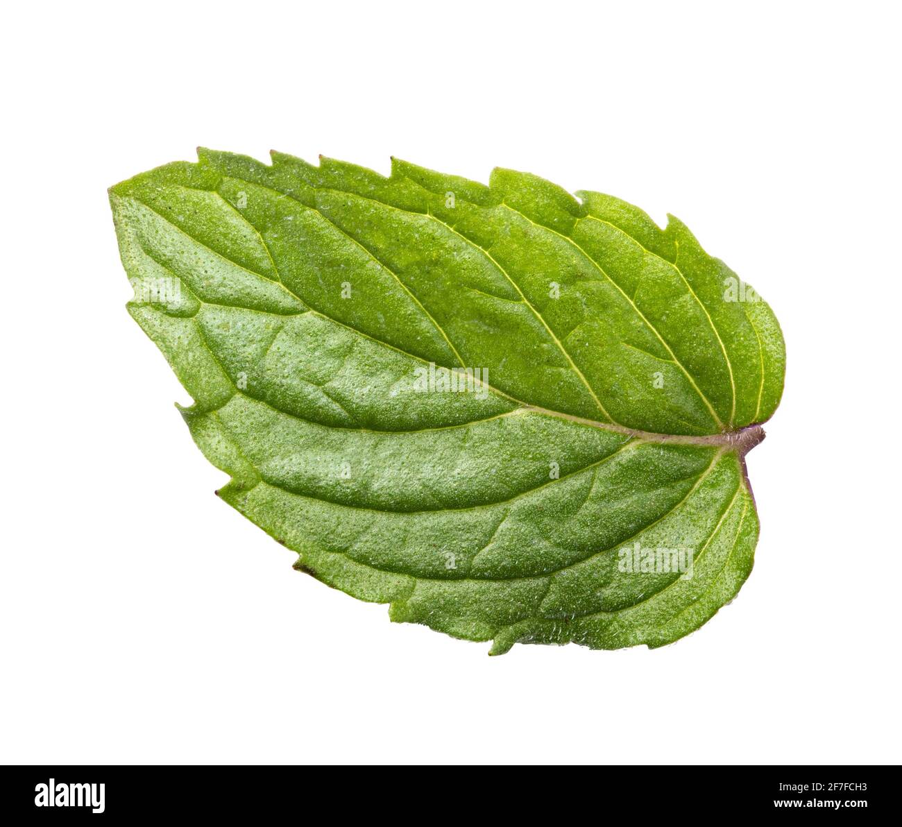 Fresh mint leaf isolated on white background. Clipping path Stock Photo ...