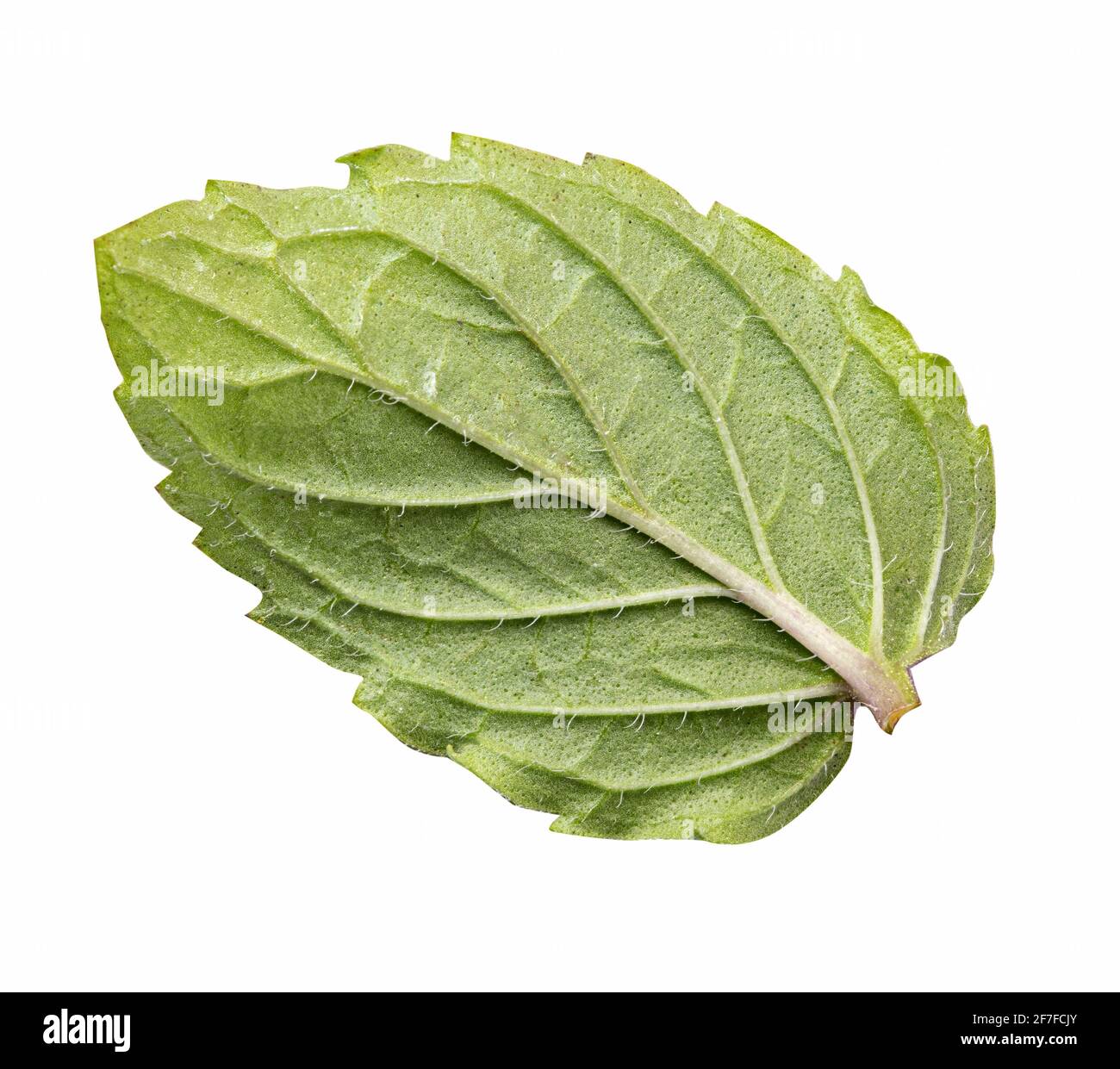 Fresh mint leaf isolated on white background. Clipping path Stock Photo ...