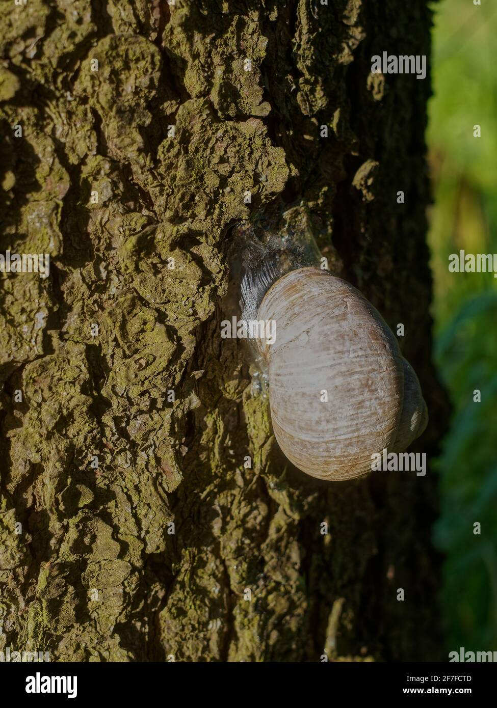 big snail crawls over tree, spring Stock Photo - Alamy