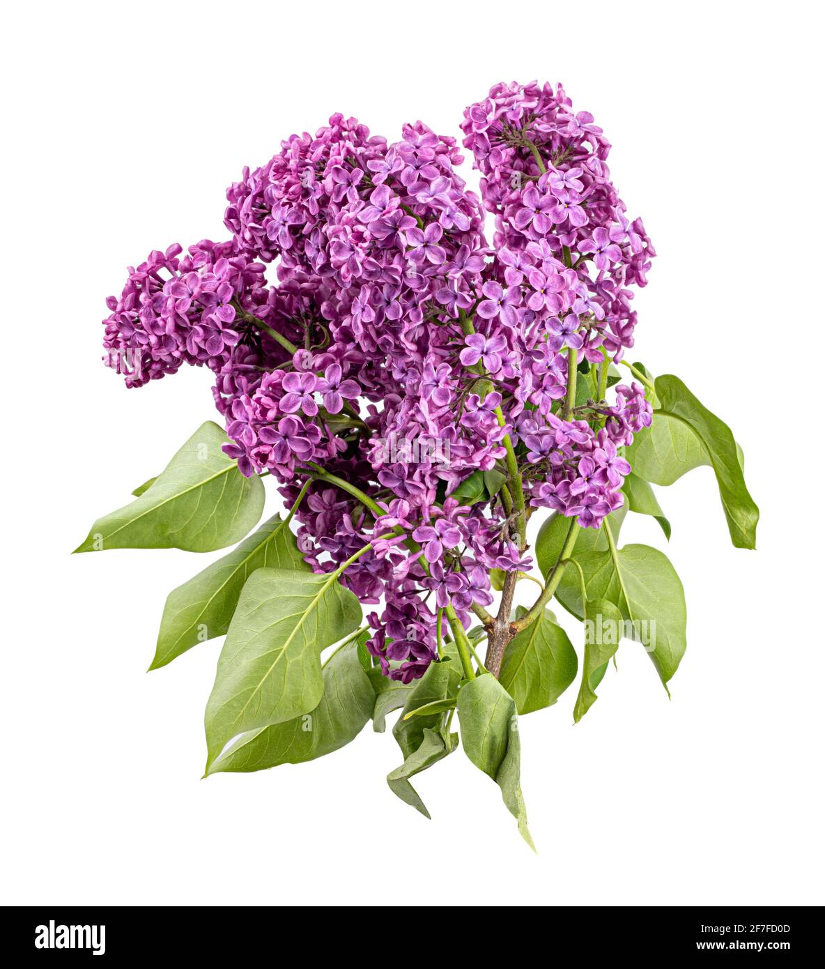 Purple lilac flowers on white background Stock Photo - Alamy