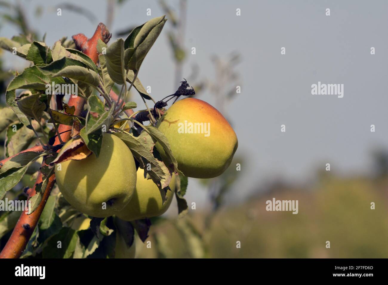 apples on a tree in orchard Stock Photo - Alamy