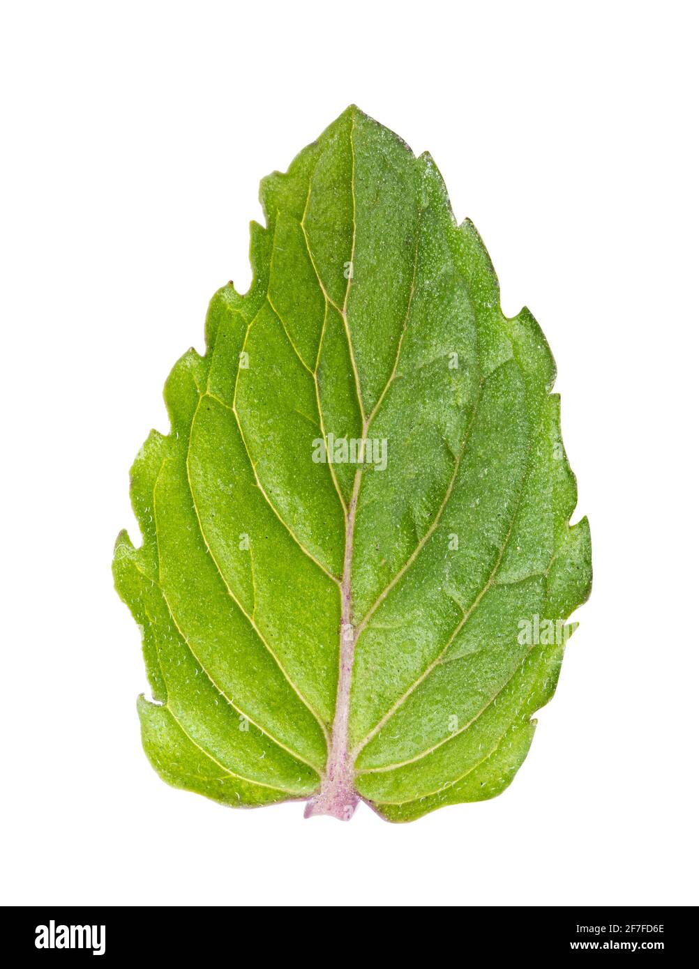Fresh mint leaf isolated on white background. Clipping path Stock Photo ...