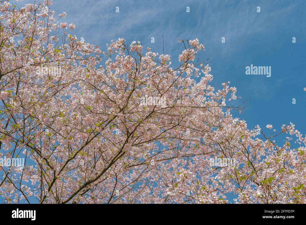 Spring In Hangzhou Blooming cherry blossoms at the west lake in Hangzhou, China, spring ...