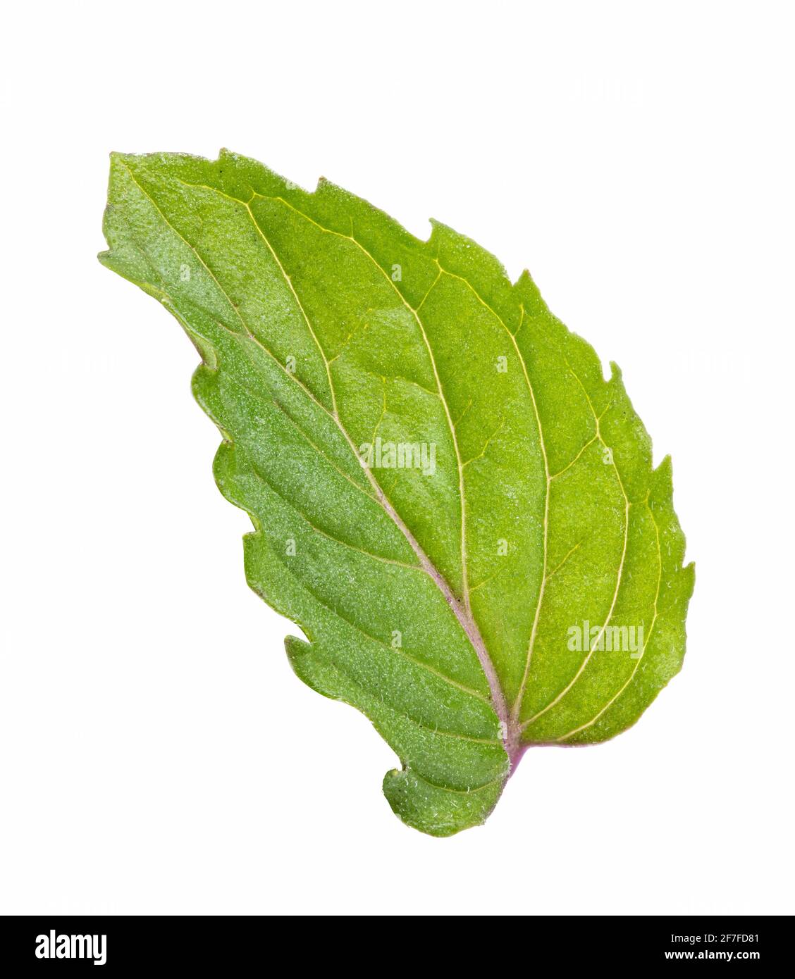 Fresh mint leaf isolated on white background. Clipping path Stock Photo ...