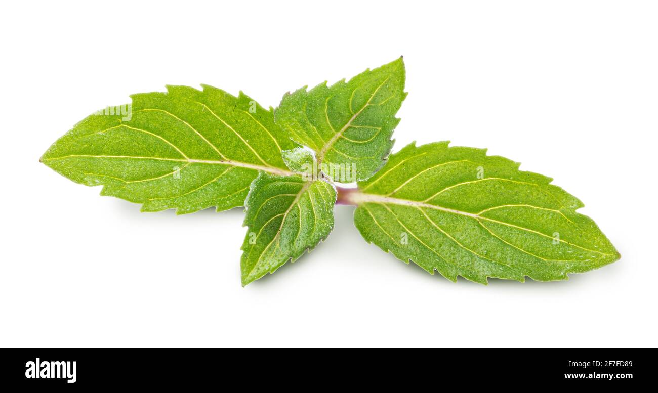 Fresh mint leaf isolated on white background. Clipping path Stock Photo ...
