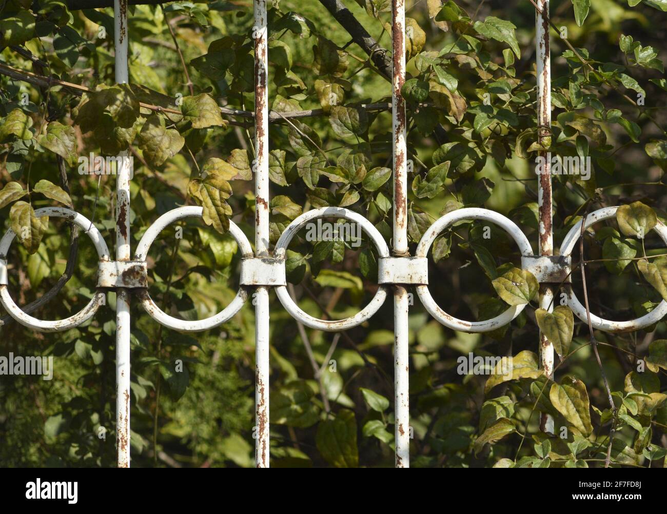 a rusty white metal fence with a greenery behind it Stock Photo - Alamy