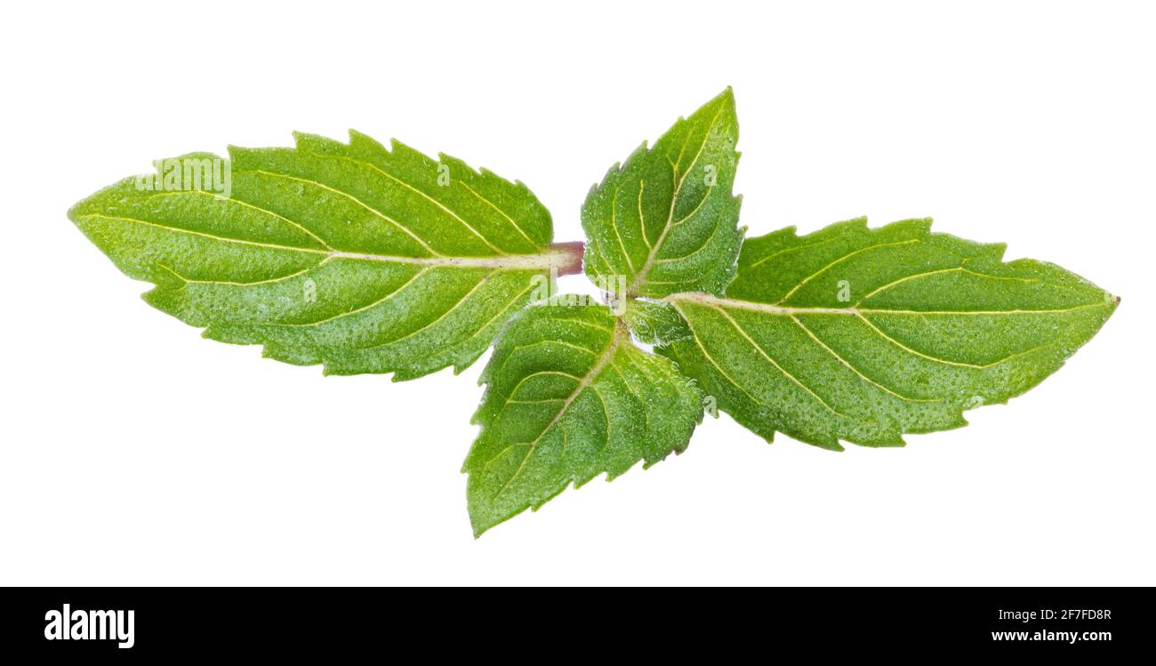Fresh mint leaf isolated on white background. Clipping path Stock Photo ...