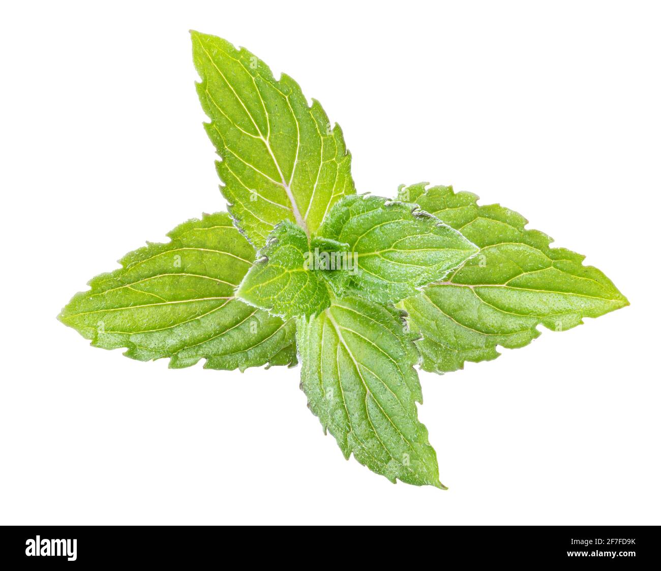 Fresh mint leaf isolated on white background. Clipping path Stock Photo ...