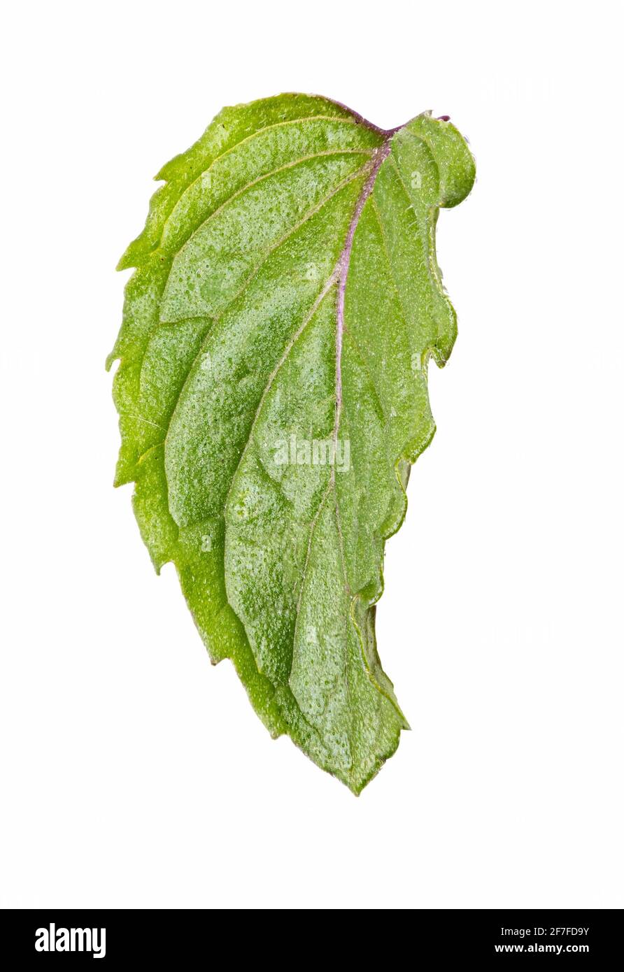 Fresh mint leaf isolated on white background. Clipping path Stock Photo ...