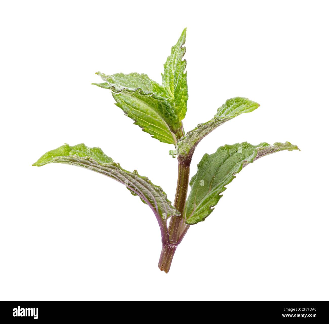 Fresh mint leaf isolated on white background. Clipping path Stock Photo ...