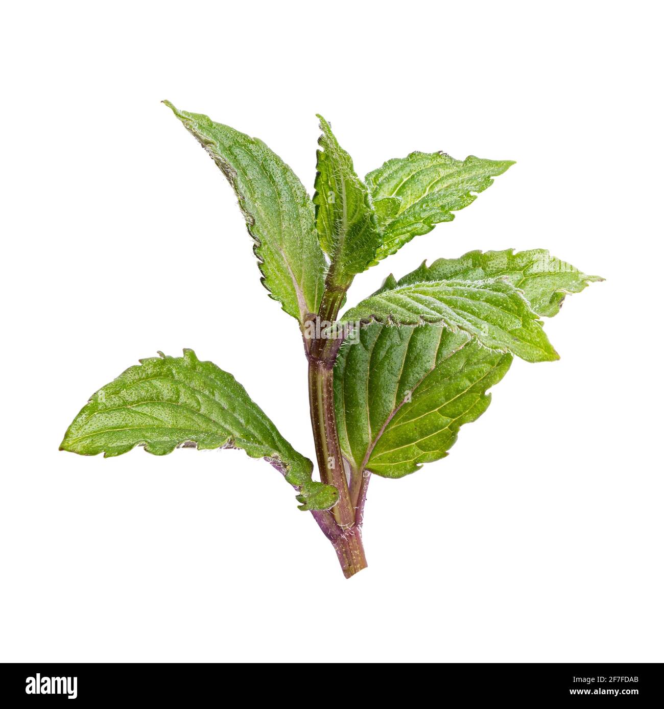 Fresh mint leaf isolated on white background. Clipping path Stock Photo ...