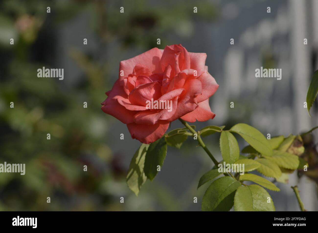 A red rose with a blurred nature background Stock Photo - Alamy