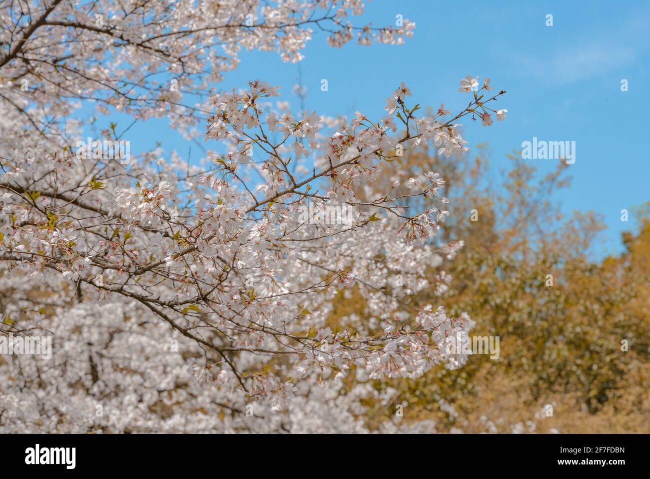 Spring In Hangzhou Blooming cherry blossoms at the west lake in Hangzhou, China, spring ...