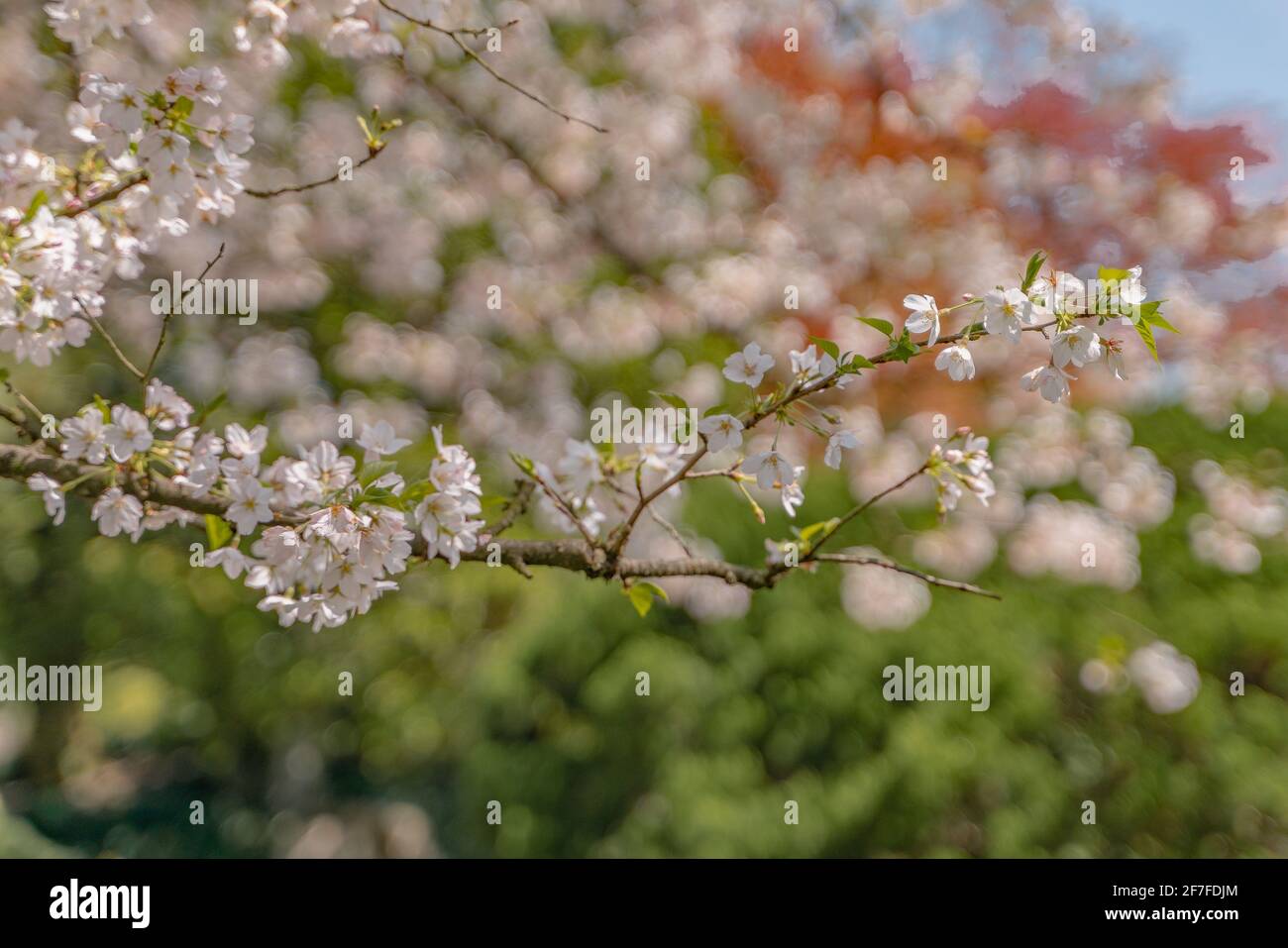 Spring In Hangzhou Blooming cherry blossoms at the west lake in Hangzhou, China, spring ...