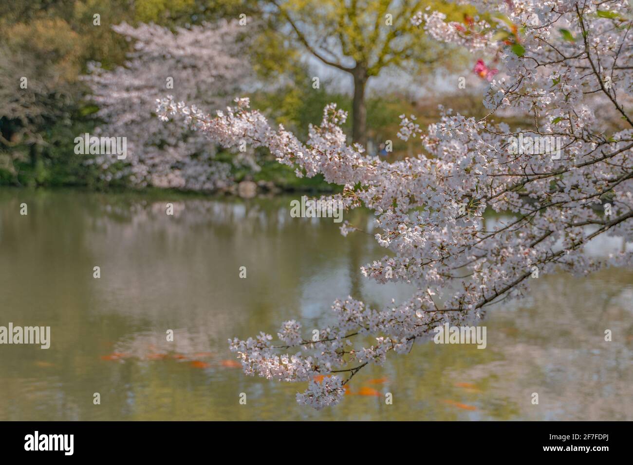 Spring In Hangzhou Blooming cherry blossoms at the west lake in Hangzhou, China, spring ...