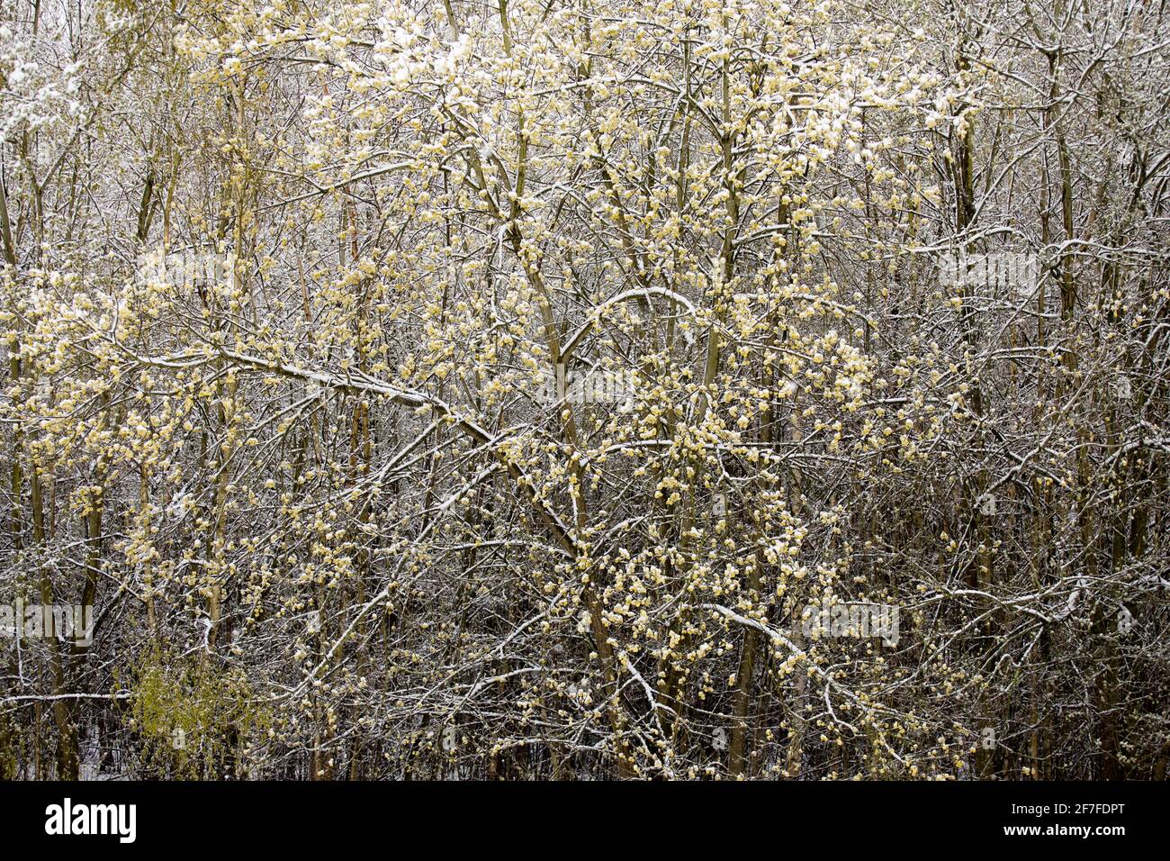 Snow falling on emerging leaves of trees in the Netherlands in april Stock Photo