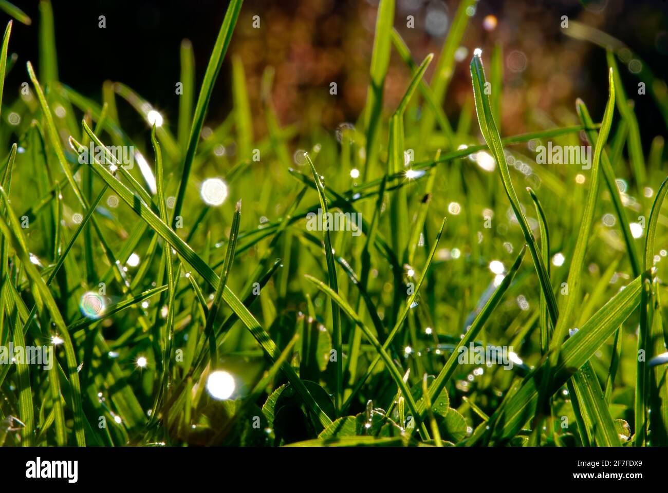Dew in the sun. Grass with dew - macro. Stock Photo