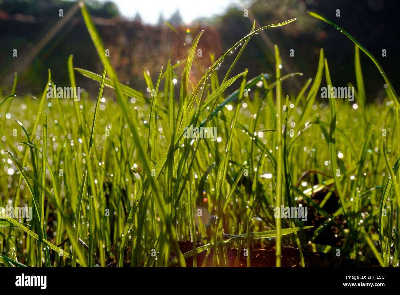 Forest clearing in the sun. Grass in the morning dew in the sun. Stock Photo
