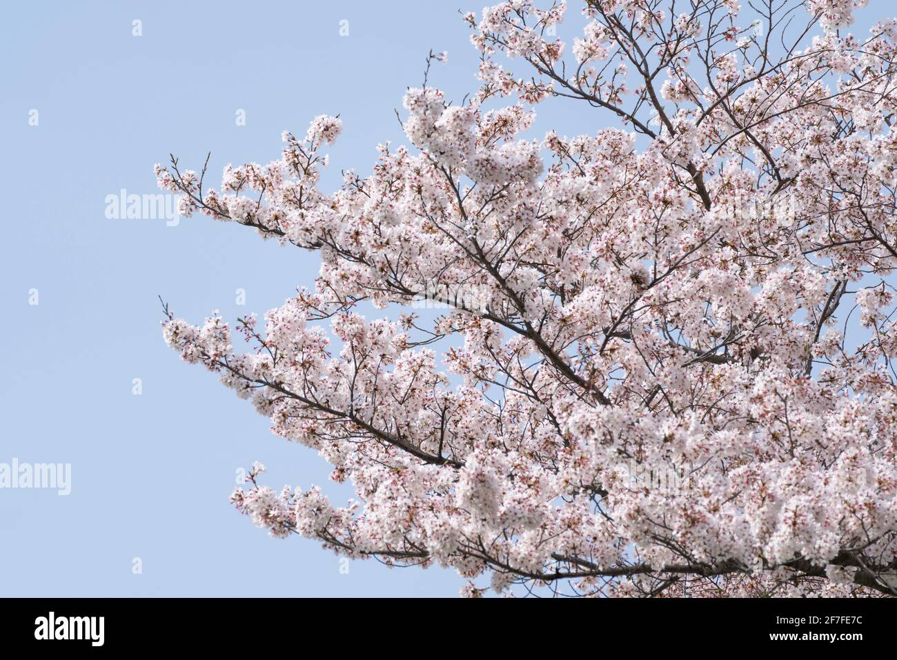 Cherry blossom in full bloom, Sannomiya Hibita Jinja, Isehara City