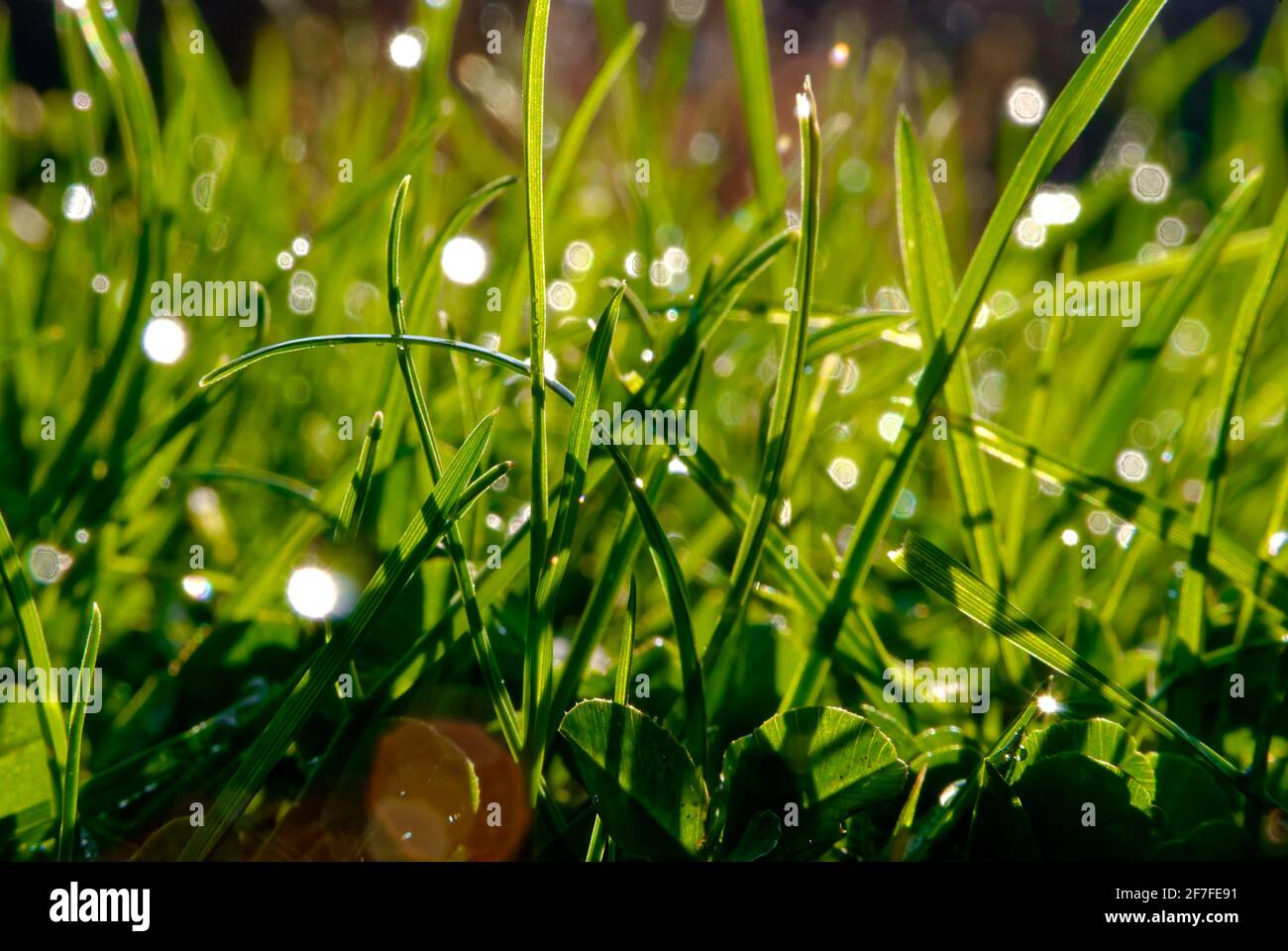 Grass in macro. Lush lawn in the morning sun. Stock Photo