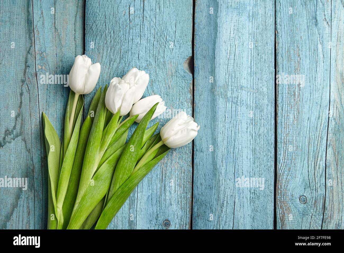 White flowers, fresh tulips on light blue wooden background, bouquet of  spring flowers Stock Photo - Alamy