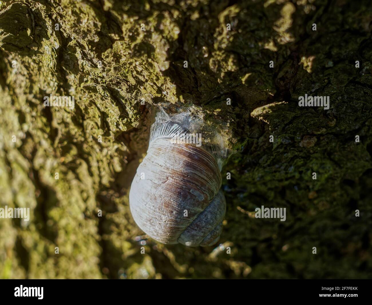 big snail crawls over tree, spring Stock Photo - Alamy